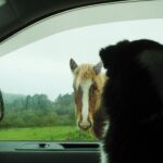 Travelling with your pet in a converted van