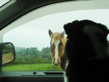 Travelling with your pet in a converted van